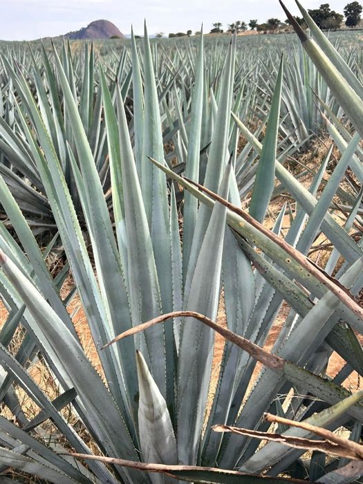 Blue agave field